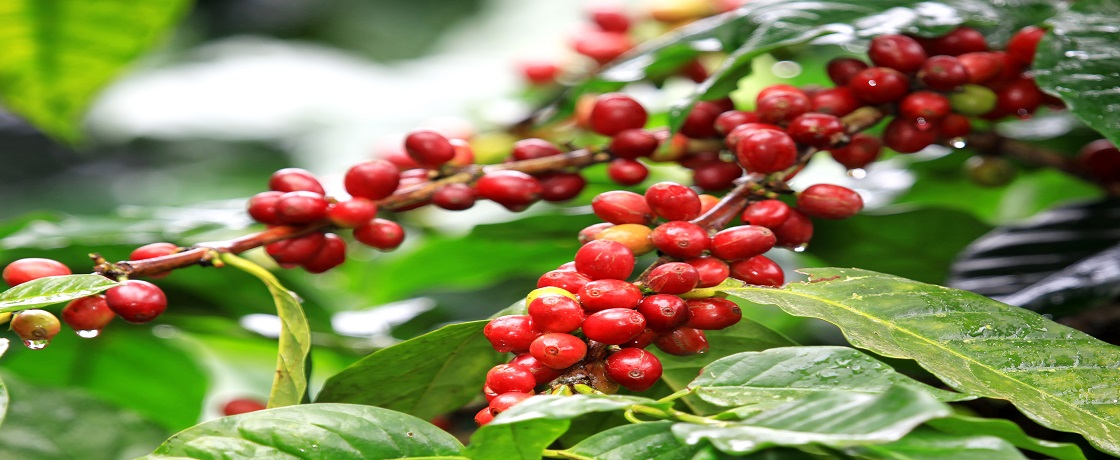 kahve ağacı, kahve çekirdeği (1)